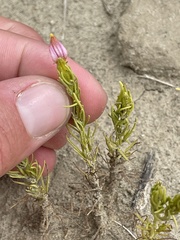 Cordylanthus wrightii