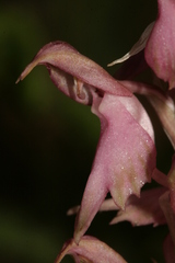 Anacamptis sancta