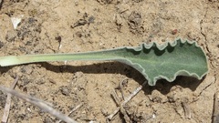 Matthiola fruticulosa