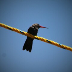 Cynanthus latirostris