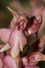 Anacamptis sancta