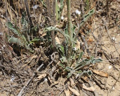 Matthiola fruticulosa