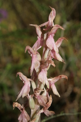Anacamptis sancta