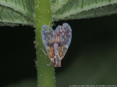 Bothriocera maculata