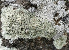 Lecanora sulphurea
