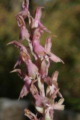 Anacamptis sancta
