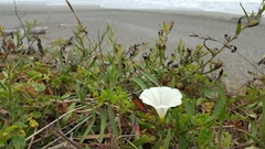 Calystegia purpurata