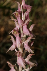 Anacamptis sancta