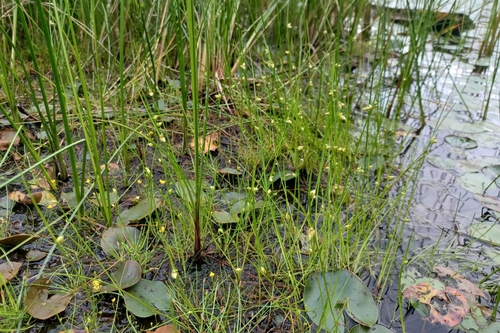 Image of Schoenoplectiella purshiana by (c) Quinten Wiegersma, some rights reserved (CC BY)
