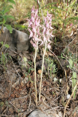 Anacamptis sancta