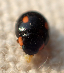 Hyperaspis quadrioculata