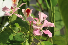 Bauhinia monandra