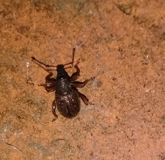 Otiorhynchus ligneus