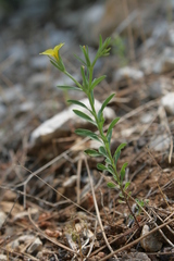 Linum nodiflorum