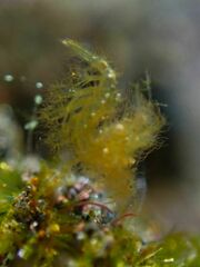 Phycocaris simulans