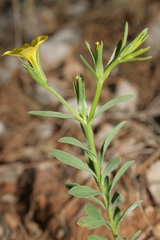 Linum nodiflorum