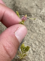 Cordylanthus wrightii