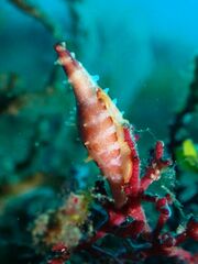 Phenacovolva parvita