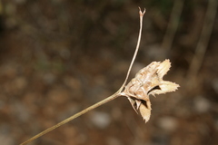 Onobrychis squarrosa