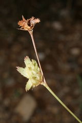 Onobrychis squarrosa