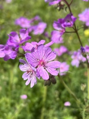 Geranium tuberosum