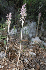 Anacamptis sancta