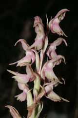 Anacamptis sancta