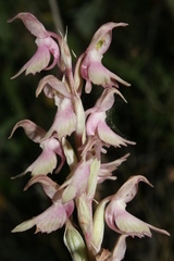 Anacamptis sancta