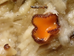 Scutellinia hirta