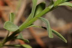 Linum nodiflorum