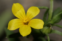 Linum nodiflorum