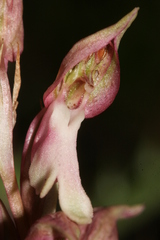 Anacamptis sancta