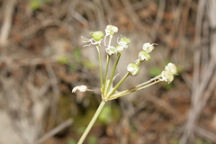 Allium trifoliatum