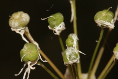 Allium trifoliatum