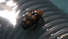 Euphoria fascifera