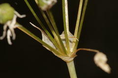 Allium trifoliatum