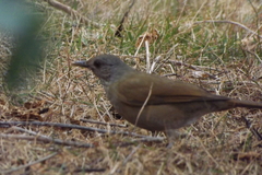 Turdus leucomelas