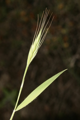 Brachypodium distachyon