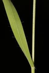 Brachypodium distachyon