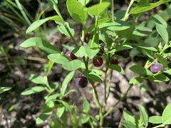 Vaccinium myrtillus