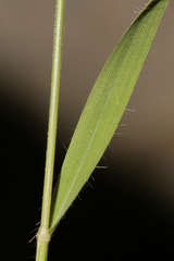 Brachypodium distachyon