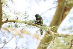 Nectarinia kilimensis