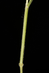 Brachypodium distachyon