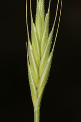 Brachypodium distachyon