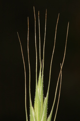 Brachypodium distachyon