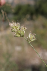Dactylis glomerata