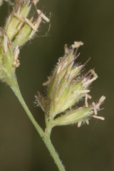 Dactylis glomerata