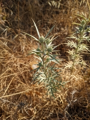 Eryngium glomeratum