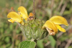 Phlomis viscosa
