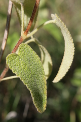Phlomis viscosa